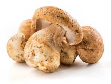 Üç porcini mantarı. Cep on beyaz