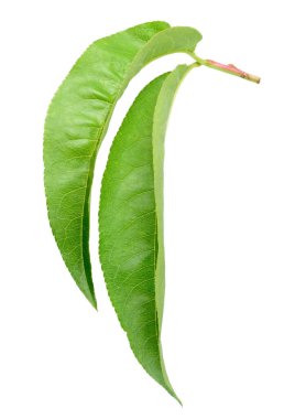 Şeftali yaprağı. Şube beyaz üzerine izole