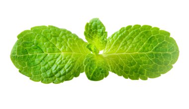 Taze nane, beyaza yakın.