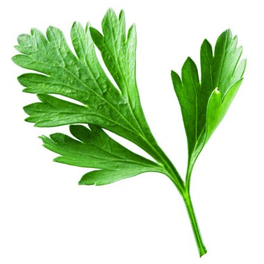 Maydanoz beyaz arkaplanda izole