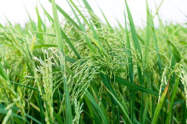 Pirinç tarlası, doğal arka plan