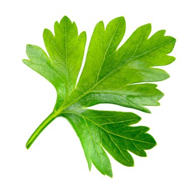 Maydanoz. Beyaz arkaplanda izole edilmiş bir yaprak.