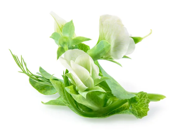 Bloemen Van Groene Erwten Geïsoleerd Witte Achtergrond — Stockfoto
