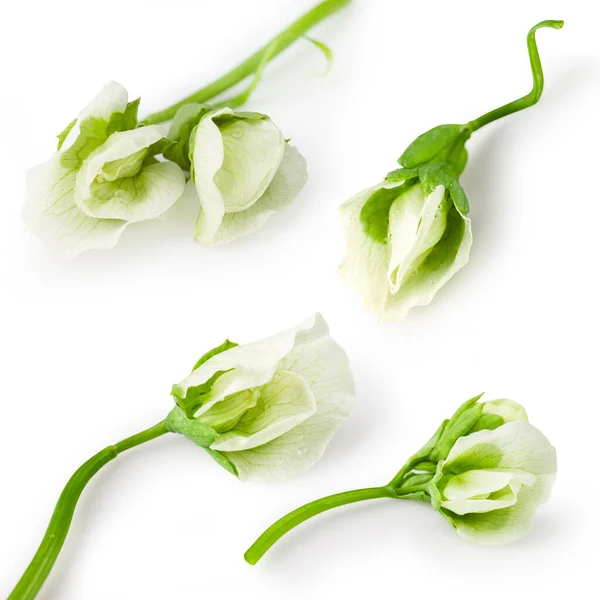 Pea Flower Isolated White Clipping Path Collection — Stock Photo, Image