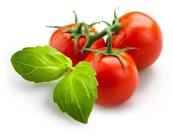 Ramo Tomates Com Manjericão Isolado Sobre Fundo Branco — Fotografia de Stock