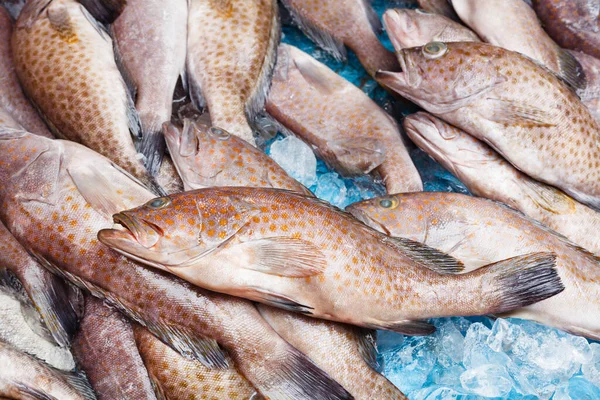 Pesce Fresco Trota Mercato Contesto — Foto Stock