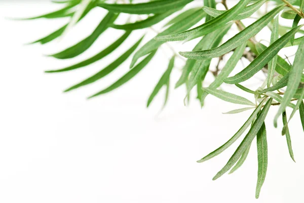 橄榄树 白色背景的分支 — 图库照片
