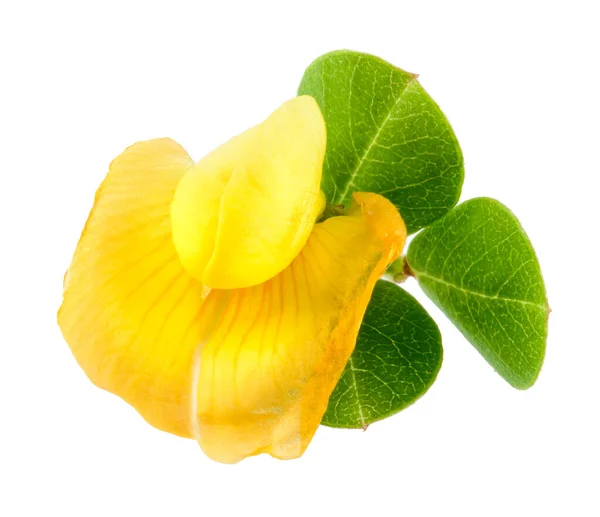Cacahuete Hojas Con Flor —  Fotos de Stock