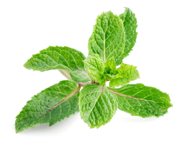 Fresh Mint Isolated White Background — Stock Photo, Image