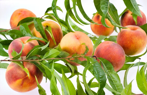 葉を持つ新鮮な有機桃 食品の背景 — ストック写真