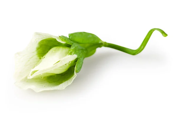 Bezelye Çiçeği Beyazda Yalıtılmış Kırpma Yolu Ile — Stok fotoğraf