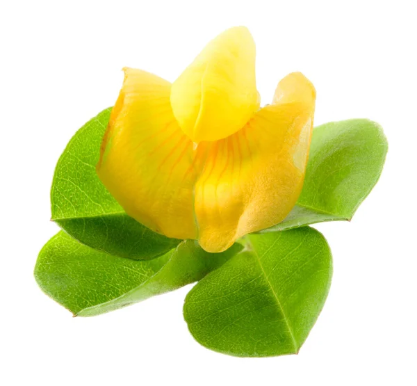 Peanut Leaves Flower — Stock Photo, Image