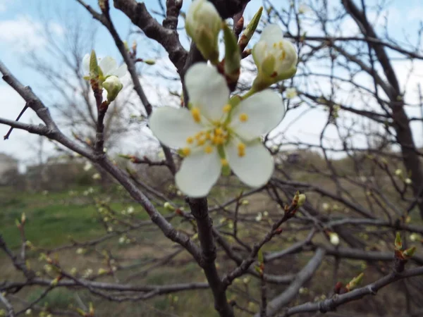 春に木に花を咲かせます — ストック写真
