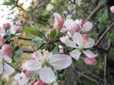 Baharda pembe elma ağacı