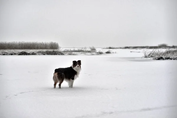 güzel köpek ayakta karda