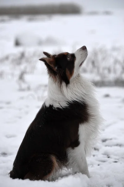  Karda oturan güzel kabarık köpek
