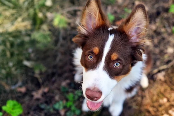 güzel köpek çim üzerinde oturan ve sahibi için arıyorsunuz