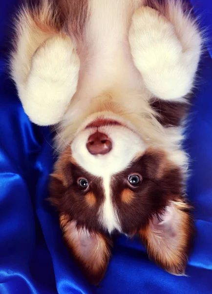  tüylü köpek yavrusu yalan