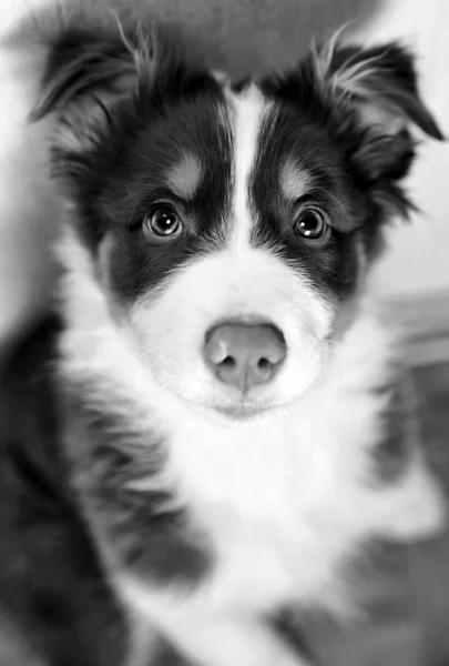  oturma sevimli kabarık çoban köpek yavrusu