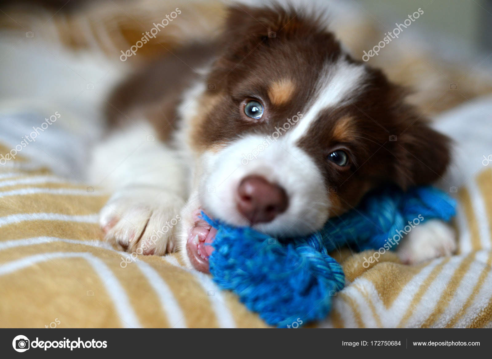 fluffy puppies toy