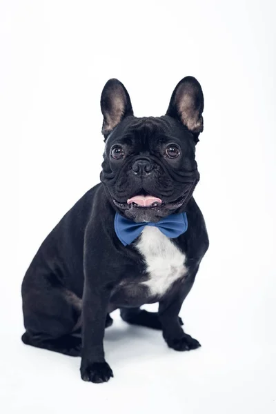 Hund bulldog sitter i en slips på halsen — Stockfoto