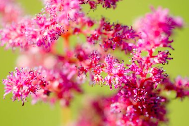 Yeşil arka plan yakın çekim üzerinde pembe çiçek