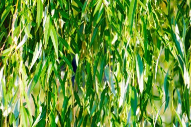 Yeşil söğüt yaprağı