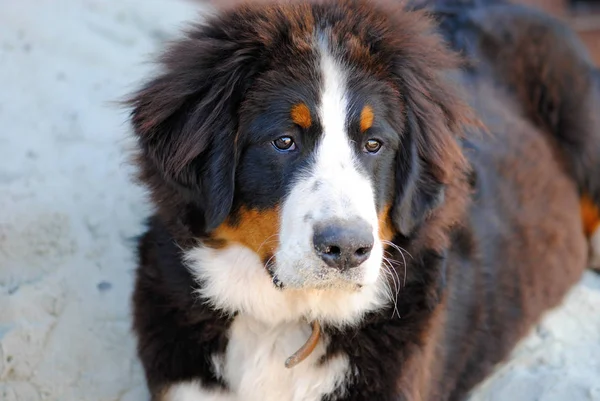 Bernese Dağ Köpeğinin Portresi
