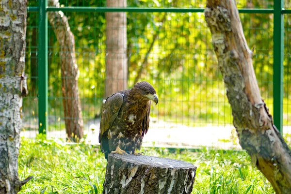 Eagle in the zoo enclosure — Stock Photo, Image