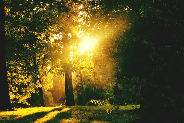 Die Sonne geht im Park unter — Stockfoto