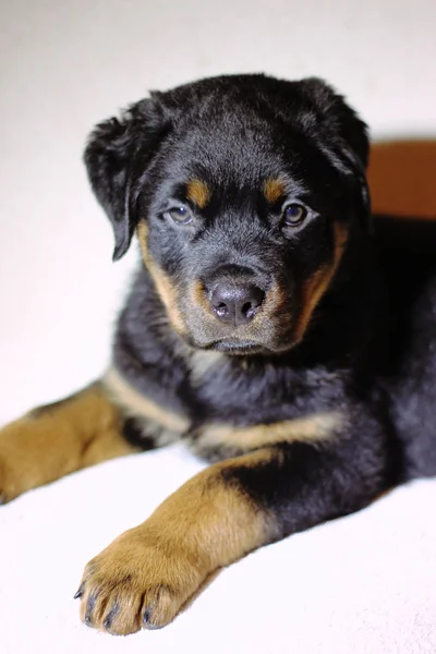 Velmi krásný labrador na bílém pozadí — Stock fotografie