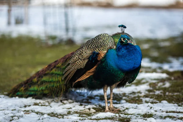 Portrét Krásného Páva — Stock fotografie