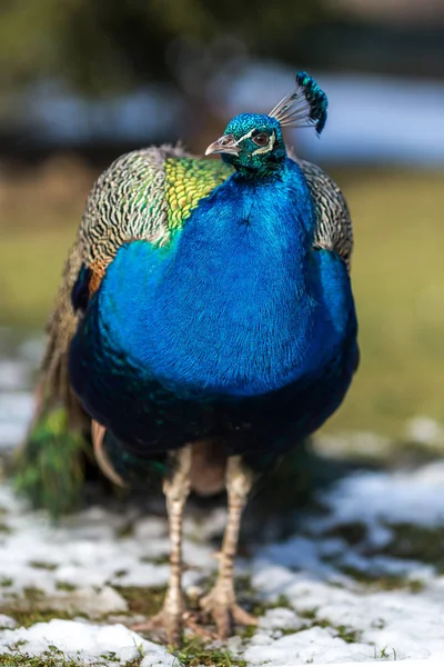 Portrét Krásného Páva — Stock fotografie