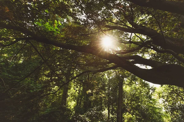 Güneş ağaçların bahar kayın ormanı — Stok fotoğraf