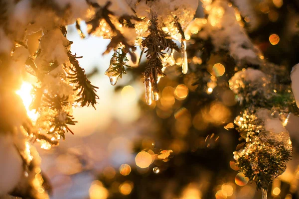 Buz sarkıtları ile karlı çam ağacı. Kış Ladin bokeh ile yakından — Stok fotoğraf