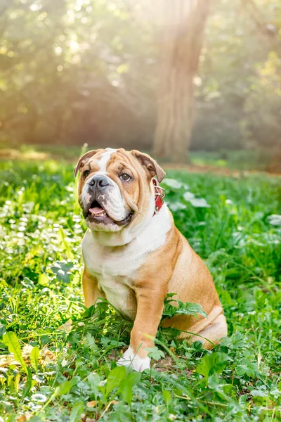 Engels bulldog buiten — Stockfoto