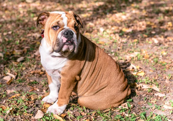 Söta engelska bulldog — Stockfoto