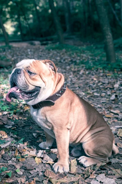 Grote Engels bulldog — Stockfoto