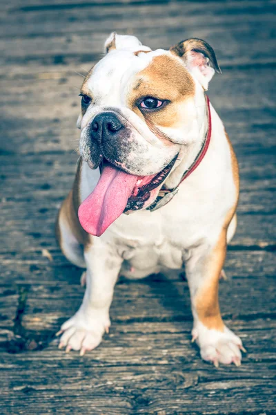 Retrato de bulldog inglês — Fotografia de Stock