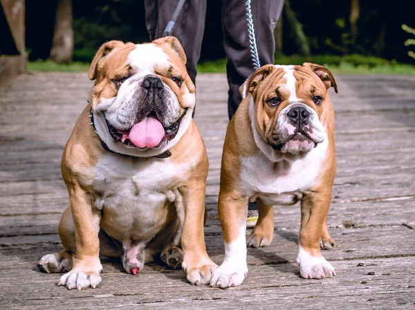 Engels bulldogs buiten — Stockfoto