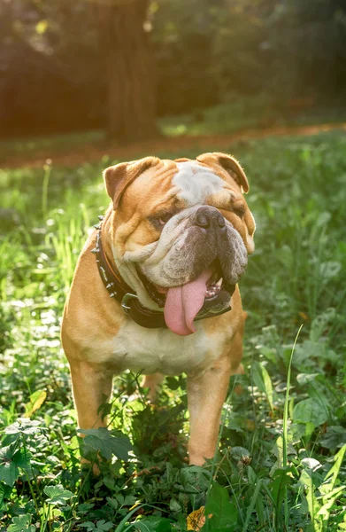 Retrato de bulldog Inglês ao ar livre — Fotografia de Stock