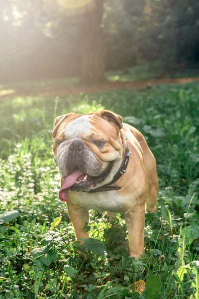 Grote volwassen Engels bulldog — Stockfoto