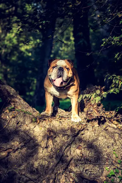 Retrato de bulldog inglês bonito — Fotografia de Stock