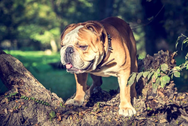 Enorme Engels bulldog — Stockfoto