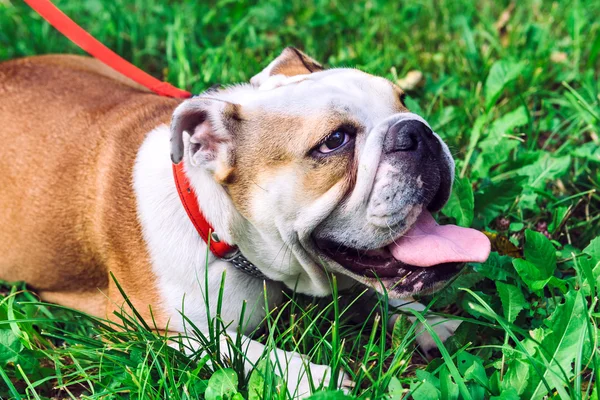 Inglês bulldog fêmea na grama — Fotografia de Stock