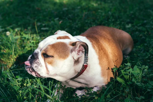 Donna bulldog inglese godere — Foto Stock