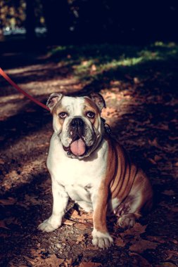 Yetişkin kadın İngilizce Bulldog