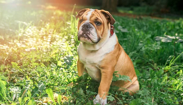 Engels bulldog pup in het gras — Stockfoto
