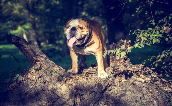 Enorme bulldog inglese all'aperto — Foto Stock