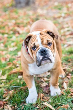 genç İngilizce bulldog